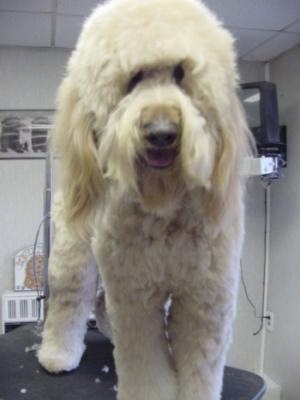A cream Goldendoodle is standing on a grooming table. Its mouth is open. It looks like it is smiling