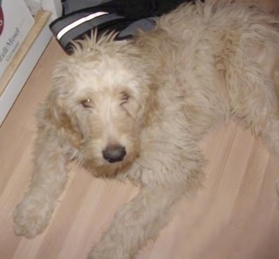 Close Up - A tan Goldendoodle Puppy is laying on a hardwood floor. Behind it is a backpack.