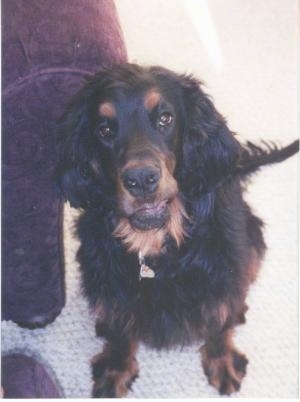 A black and tan Gordon Setter is sitting on white carpet in front of a brown arm chair