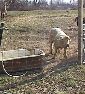 A white hog is looking through a wire fence and it is standing next to an old metal bath tub.