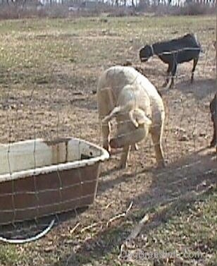 A white Hog is standing outside in dirt and it is looking at the tub next to it. There are two goats in the background.
