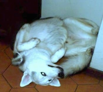 A black and white Siberian Husky is laying belly up on its back and it is looking up. Its paws are in the air and it is awaiting a belly rub.