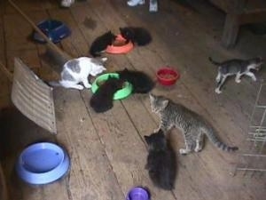 A barn  full of kittens eating food out of bowls