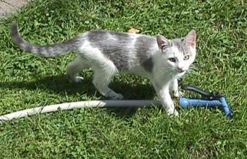 Prince Snowball the Kitten is standing in grass over a water hose and looking up