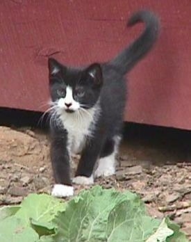 Sylvester the Kitten is walking in dirt in front of a red wooden barn stall door