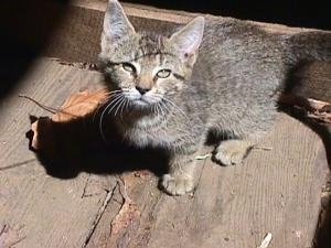 Tigger the gray tiger kitten is sitting on a wooden barn floor and looking up