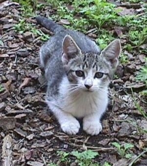 Trouble the gray tiger with white markings kitten is laying outside in woodchips and looking up