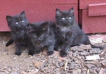 Samson, Midnight and Sloppy the three fluffy black kittens are sitting in front of a red wooden barn door and looking up to the right