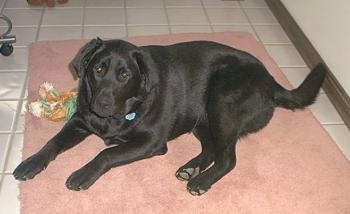 A black Labrador Retriever is laying on a pink throw rug on a tiled floor and there is a rope toy next to it