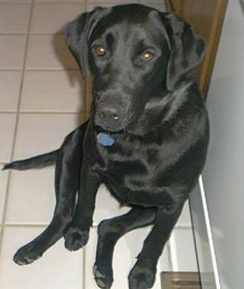 A black Labrador Retriever is sitting on a tan tiled floor against a white appliance