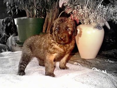 A mostly black and white photo of a Leonberger puppy standing on a bed. There are two potted plants on each side of it. The puppy is in color.