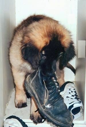 A brown with black Leonberger puppy is sitting in a locker and it has a boot in its mouth with a pair of sneakers next to and in front of it.
