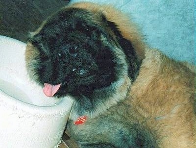 Close up upper body shot - A droopy looking Leonberger puppy is sleeping on a white water bowl. Its tongue is coming out the side of its mouth.