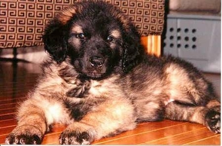 A fluffy Leonberger puppy is laying on a hardwood floor and there is a couch behind it.