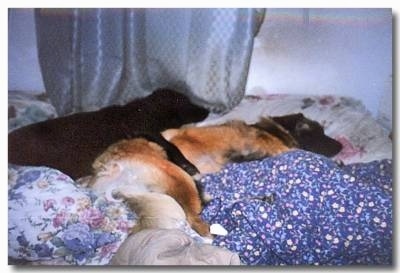 A Leonberger dog is sleeping on a human's bed and behind it is a black Labrador Retriever sleeping with its paws over the back of it.