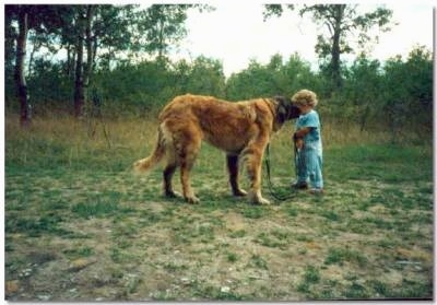 A Leonberger is standing in grass and licking the face of a toddler-sized boy in front of it. The dog is larger than the child.
