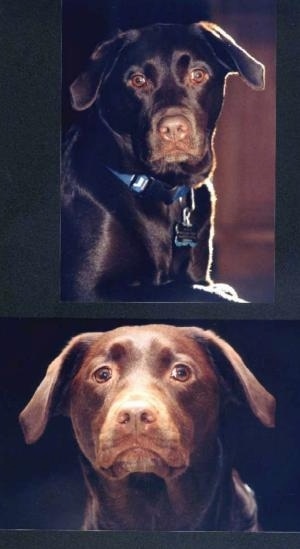 Top Photo - A Chocolate Labrador Retriever is laying on a carpet and looking forward. Bottom Photo - Close up head shot of a chocolate Labrador Retriever looking forward