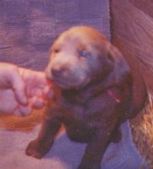A chocolate Labrador Retriever puppy is sitting in the corner of a whelping box and there is a persons hand petting under its chin.