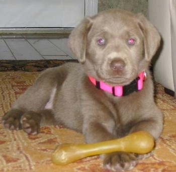 A silver Labrador Retriever is wearing a hot pink collar laying on a brown throw rug and there is a toy bone over top of its front paws.