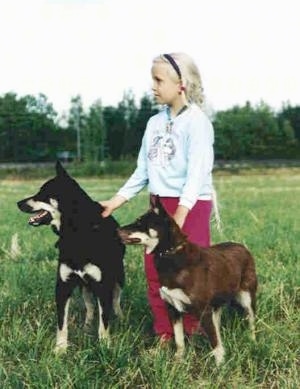 A blonde-haired girl in a baby-blue shirt and pink pants is standing in a field and holding the collars of two Lapinporokoira dogs. One is black with white the other is brown with white.