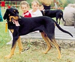 A black and tan Lithuanian Hound dog is standing in grass and it is looking to the opposite side of its body. Its mouth is open and tongue is out. There are people behind it sitting on a wooden deck.
