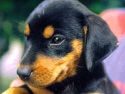 Close up the head of a black and tan Lithuanian Hound puppy.