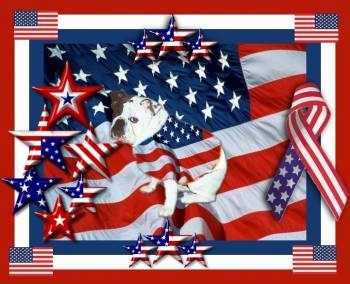Mugzy the English Bulldog is on a photoshopped background. that is of the American Flag Mugzy is photoshopped wearing an american flag shirt. 