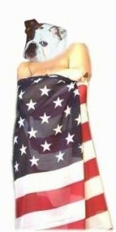 Mugzy the Bulldogs face is photoshopped onto the body of a man covered in an American flag