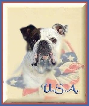 Mugzy the English Bulldog is on a photoshopped background. Mugzy is blended into an American Flag scarf. The Acroynym 'U.S.A.' is overlayed