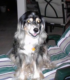 A long haired, black, tan and white Cocker Spaniel/Collie mix is sitting on a porch chair, its head is slightly turned towards the right, it is looking to the left, its mouth is slightly open and it looks like it is smiling.