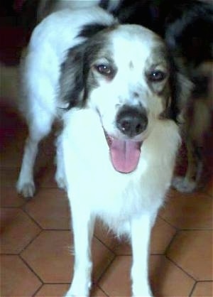 Front view - A white with grey Mucuchie dog is standing on a brown floor with another dog behind it. The Mucuchies mouth is open and tongue is out.