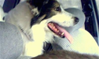 Side view head shot - A white with grey Mucuchie is standing in between the passenger and driver seat of a vehicle. Its mouth is open and its tongue is out.
