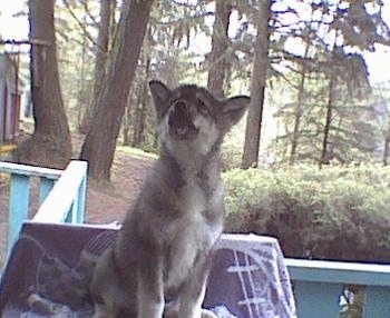A black with tan Native American Indian Dog Puppy is sitting on a porch looking up with tall pine trees in the distance.
