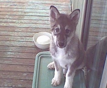 A black with grey and white Native American Indian Dog Puppy is sitting on a green mat on a wooden porch and in front of a glass sliding door.