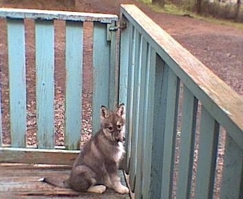 A perk-eared, black with tan and white Native American Indian puppy is sitting on a porch next to a green, wooden rail gate and it is looking towards the camera.
