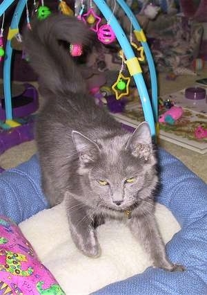 Lexi the Nebelung cat is standing on a cat bed and looking forward with cat toys behind it
