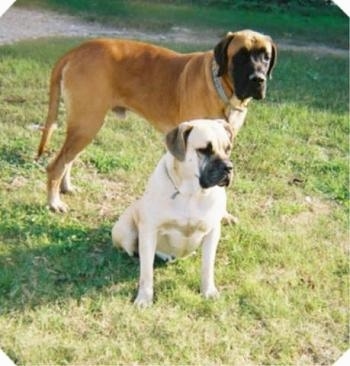 Two mastiff dog standing and sitting in grass - A tan with black Nebolish Mastiff is sitting in grass and behind it is a standing brown with black Nebolish Mastiff.