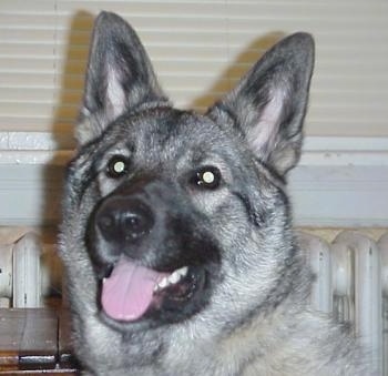 Close up head shot - A grey with black Norwegian Elkhound is standing in front of a white radiator and there is a window behind it. Its mouth is open and tongue is out.
