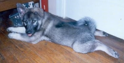 Back side view - A grey with black Norwegian Elkhound puppy is laying stretched out on a hardwood floor. Its tongue is slightly showing.