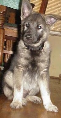 A grey with black Norwegian Elkhound puppy is sitting on a hardwood floor and it is looking forward. One of its ears is flopped over, one is standing up.