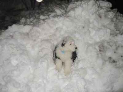 Front view - A grey with tan Old English Sheepdog puppy is sitting in a mound of snow looking to the right.