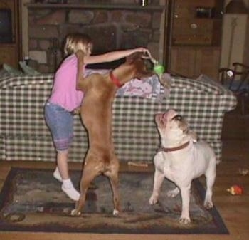 A blonde haired girl is holding a tennis ball on a stick over the head of a brown with white Boxer dog who is jumping up to get it and a white with brown Bulldog is looking up to bite it with its mouth open in a living room.