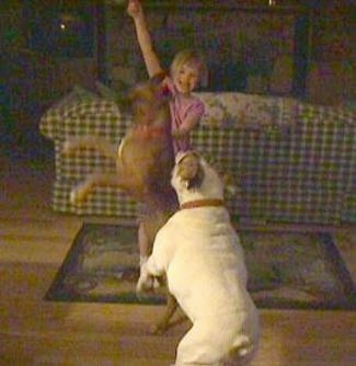 A brown with white Boxer and a white with brown Bulldog are jumpin after an item that was thrown in the air by a blonde haired girl in a living room.