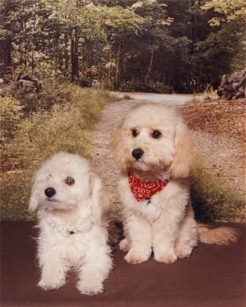 Max the Bich-poo puppy sitting in front of a backdrop of a wooded trail with another Bich-Poo sitting next to him