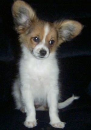 puppy papillon puppies dog dogs papillion pup breed pappy tan dogbreedinfo