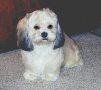 A soft-looking tan with white and black Peke-A-Poo is sitting on a tan carpet looking forward.