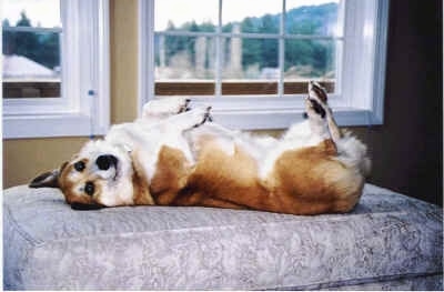 A tan with white Pembroke Welsh Corgi dog is laying on its back belly-up on top of a gray ottoman and is turned to look at the camera in front of a window.