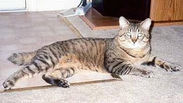 A Pixie-Bob Cat is laying on a carpet in front of a door and an entertainment system