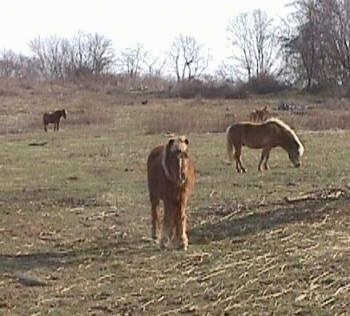 A brown with white Pony with blonde hair is standing in grass and it is looking forward. There are three other Ponies in the background.