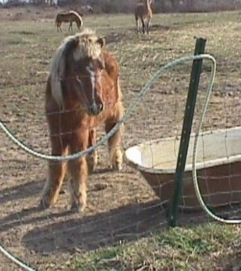 A brown with white pony with blonde hair is standing near a tub and it is in front of a wire fence. It is looking at a hose snaking through the fence.